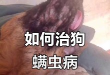 狗狗疥螨的治疗方法（有效治疗狗狗疥螨的关键方法及预防措施）