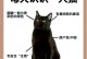 土耳其猫文化的奇妙之谜（探秘土耳其为什么有这么多猫？）
