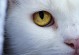 猫眼的绿色之谜（揭秘猫眼绿色的原因及其优势）