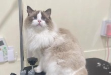 宠物店猫配种的流程与注意事项（了解如何合理进行宠物店猫的配种以及常见问题的解答）