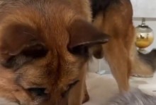 猫狗怀孕期为主题的相关知识解析（以猫三狗四的说法是否正确？探寻猫狗怀孕期的真相）