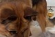 猫狗怀孕期为主题的相关知识解析（以猫三狗四的说法是否正确？探寻猫狗怀孕期的真相）