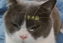 猫咪眼睛内翻治疗方法详解（以宠物为主，为你的猫咪带来眼睛健康）