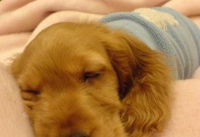 小狗感冒严重的症状及治疗方法（宠物犬感冒易发原因和预防措施）