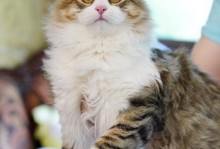矫健身姿下的美丽猎豹（活力四溢的豹纹神兽-猎豹）