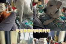 教你如何让狗狗成为良好的家庭伙伴（教你如何让狗狗成为良好的家庭伙伴）
