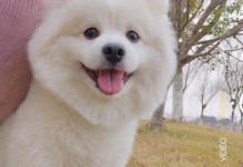 以什么时候的狗好养？（最适合养狗的时期和注意事项）