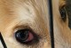 狗狗内眼角发红，你需要知道的一切（宠物狗眼睛的健康问题，为什么会出现内眼角发红？）