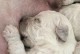 幼犬比熊发烧怎么办？（幼犬发烧该怎么处理？治疗药物是什么？）