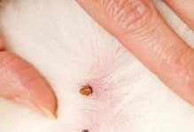 狗狗易感染蜱虫的情况解析（什么情况下狗狗容易感染蜱虫？及预防措施）