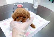 寻觅纯种泰迪的代价（从1500元到2500元，泰迪犬价值的边界）
