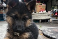 如何科学喂养中亚牧羊犬（养一只健康活力的中亚牧羊犬，从正确的喂养开始）