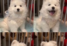 萨摩耶幼犬晚上睡眠时间及习惯（了解萨摩耶幼犬晚上的睡眠需求和调节方法）