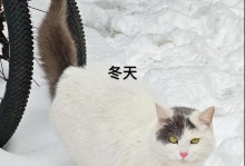 不爱叫的猫（探索不爱叫的猫品种，享受宁静生活）