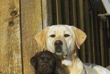 拉布拉多（深入了解拉布拉多犬的特点、性格和护理方法）