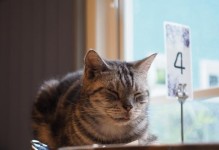 猫尿气味为何如此刺鼻？（探寻猫尿气味的成因和解决方法）