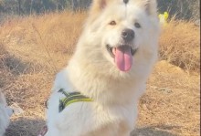 如何选择合适的名字给萨摩耶犬（解读命名原则，为你的萨摩耶犬取一个独特的名字）