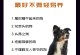 狗的活动特点及其重要性（了解狗的活动特点，享受与狗的互动乐趣）