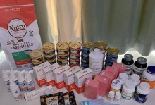 猫猫所需用品详解（满足猫咪需要的基本生活用品及关键要素）