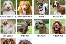 威尔士跳猎犬的饲养方法（掌握这些关键点，打造健康快乐的萌宠生活）