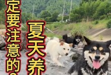夏天养狗的注意事项（关爱宠物，让夏日更舒适）