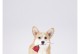 柯基喂养手册（从幼犬到成年犬，让你的柯基健康快乐生活）