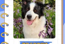狗狗指甲修剪的重要性（为您的爱犬提供安全舒适的修甲体验）