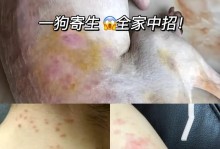 带狗狗出门运动的注意事项（宠物健康，关键在出行）
