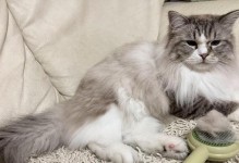 猫咪换毛的时间和方式（解密猫咪换毛的秘密，了解猫咪毛发护理的重要性）