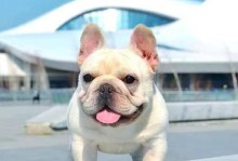 sacai大佬以带斗牛犬出门注意事项（宠物出行小贴士，sacai大佬手把手教你如何带宠物出门）