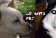 法国指示猎犬的饲养方法（从幼犬到成年犬，让你的法国指示猎犬成为优秀的工作伙伴）