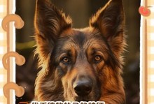 以德牧犬的寿命及如何延长其寿命（揭秘以德牧犬的平均寿命及延长策略）