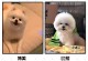 狗为什么以臀部叫？（探究狗以臀部叫的原因及其相关行为）