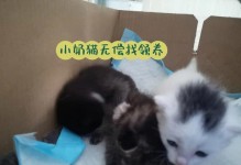 如何照顾小奶猫？（以宠物为主，养成良好习惯）