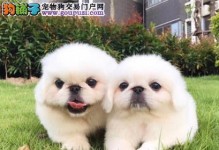 成年京巴和幼犬的区别（成长、体型、性格等方面的差异）