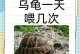 乌龟的饮食需求与喂养方法（了解乌龟的食性，合理喂养宠物乌龟）
