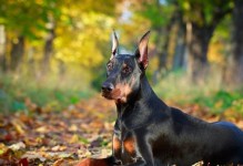 艾分杜宾犬的饲养全攻略（打造健康、快乐的艾分杜宾犬生活）