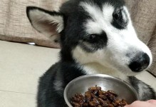 哈士奇唤回训练的全面指南（通过宠物训练提高哈士奇唤回能力的技巧和策略）