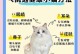 全面指南（从幼猫到老猫，了解不同年龄段猫咪的饮食需求和喂养技巧）