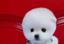 茶杯犬（魅力无法掩盖的悲情存在）