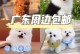 贵宾犬的疫苗接种频率及注意事项（了解贵宾犬疫苗接种的时间和注意事项，确保宠物的健康和安全）