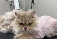 猫咪生产后多久能洗澡？（了解猫咪产后洗澡的最佳时间和注意事项）