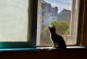 猫喜欢喝什么水？（揭秘猫咪对水的偏好与需求）