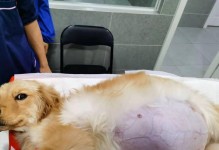 犬腹水（了解狗狗腹水的常见症状和导致原因，保护你的爱宠健康）