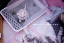 如何让猫咪适应新的猫砂？（换了种猫砂怎么办？教你解决猫咪的不适应问题！）