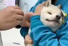 给狗疫苗打针的正确方式（保护宠物健康的关键一步）