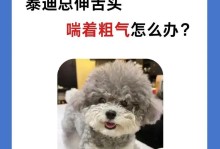 泰迪犬被卡嗓子怎么办？（从宠物安全、急救措施到预防，全面了解宠物窒息风险）