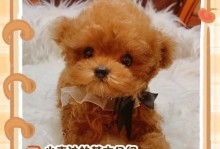 泰迪狗的成长之旅（泰迪狗什么时候睁开眼睛？睁开眼睛的关键时刻与眼睛发育过程）