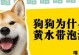 狗狗吐黄沫子的原因及治疗方法（探究狗狗吐黄沫子的几种原因及如何有效治疗）