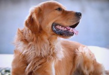 金毛犬的毛发生长周期（探索金毛犬毛发生长周期的奥秘）